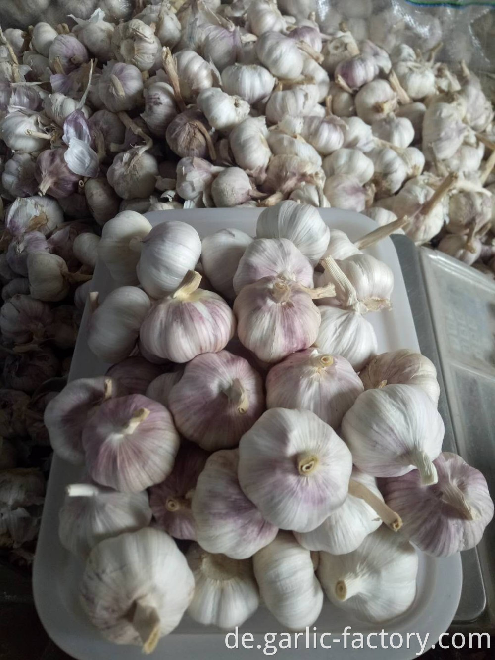 New Crop Fresh Garlic in High Quality